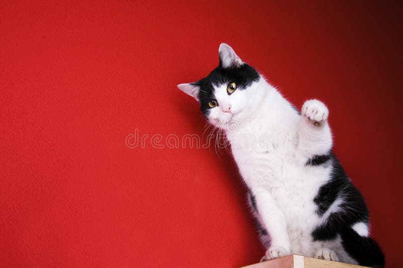 Sitzende Schwarzweiss-Katze lizenzfreie stockfotografie Sitzende Schwarzweiss-Katze lizenzfreie stockfotografie