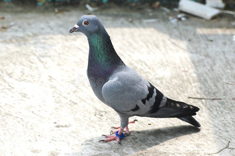 sitzende Stellung der Vogeltaube auf Stangen-Rennläuferautomatisch ansteuern des Dachs dem grün-blauen stockbild sitzende Stellung der Vogeltaube auf Stangen-Rennläuferautomatisch ansteuern des Dachs dem grün-blauen stockbild