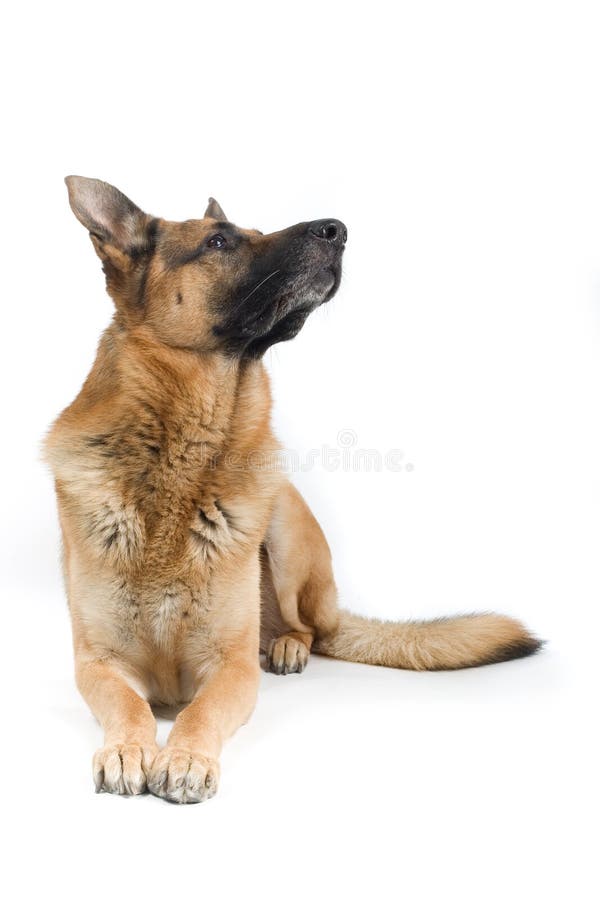Sitzender Hund stockbild. Bild von nett, pelz, gold, entzückend - 2866023