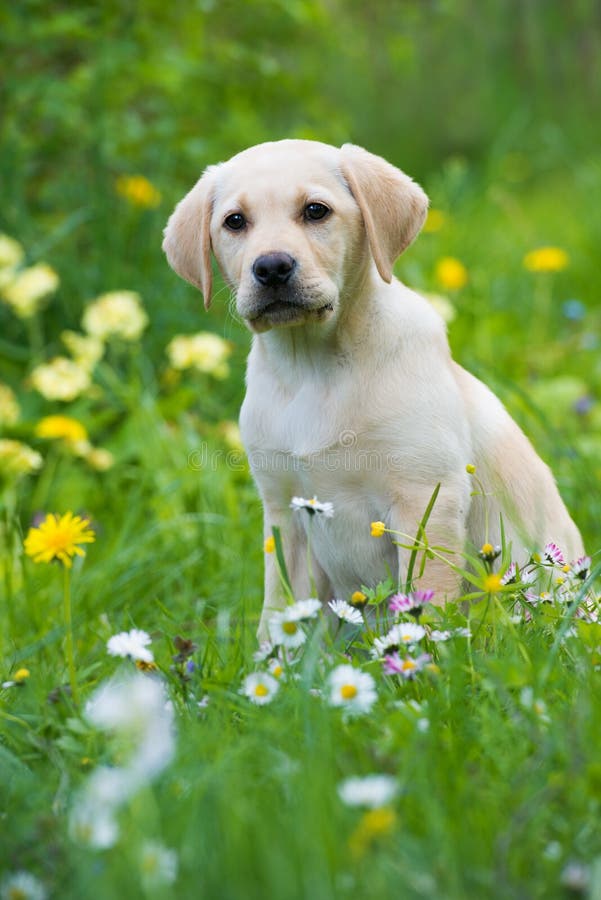 Sitzender Labrador Retriever-Welpe, Briten Betrachtend Langhaarig
