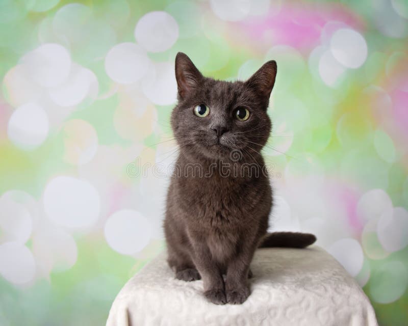 Sitzendes Porträt Grey Russian Blue Breed Cats lizenzfreie stockbilder Sitzendes Porträt Grey Russian Blue Breed Cats lizenzfreie stockbilder