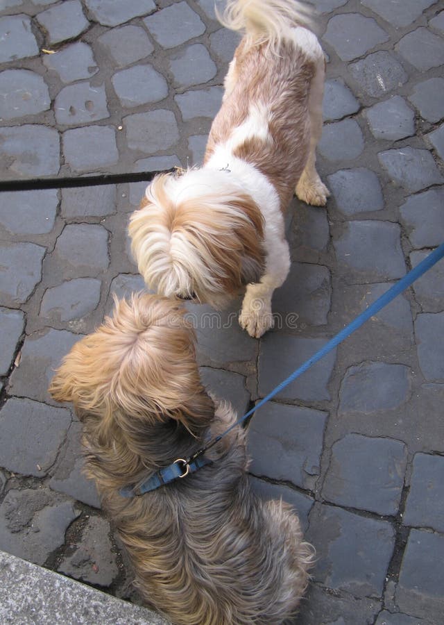 Two dogs meeting for the first time. Two dogs meeting for the first time