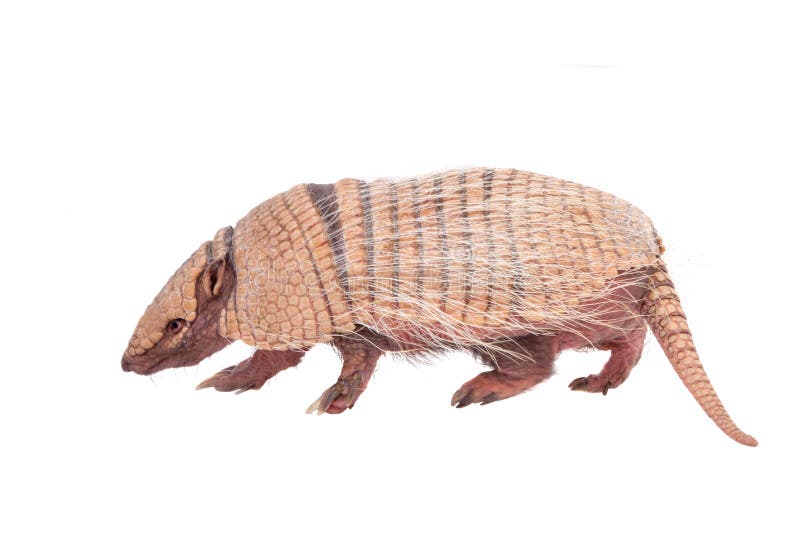 Six-banded armadillo on white stock images Six-banded armadillo on white stock images