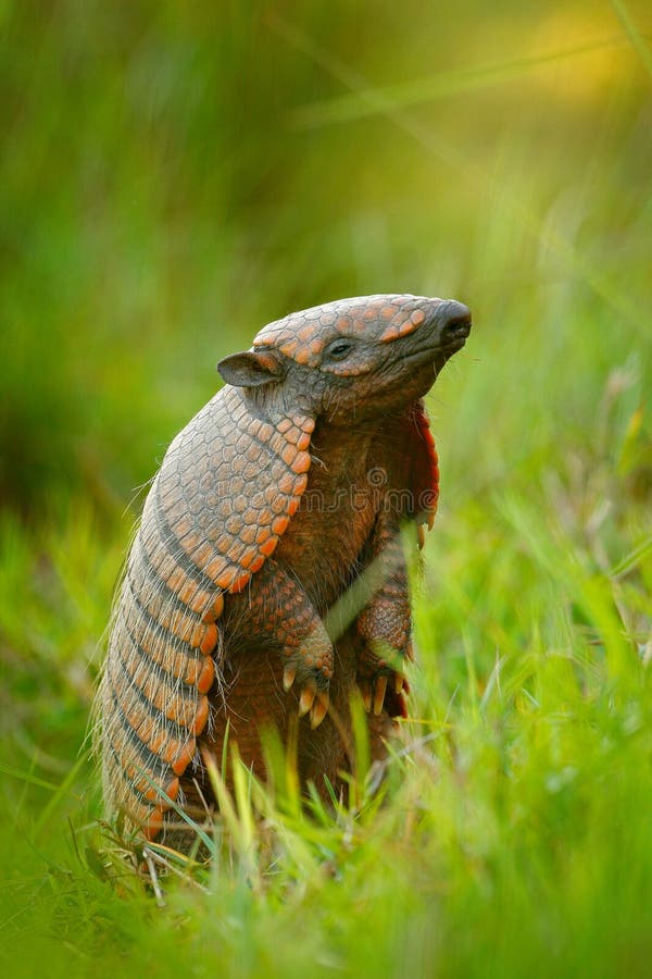 Six-Banded Armadillo, Yellow Armadillo, Euphractus sexcinctus, Pantanal, Brazil. Wildlife scene from nature. Funny portrait of Armadillo, face portrait, hidden in the grass. Wildlife of South America.