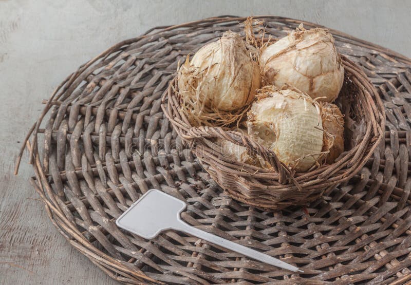 Six bulbs fritillaria Persica Alba with garden sign on a wicker circle in a basket. On a gray background before planting in the garden