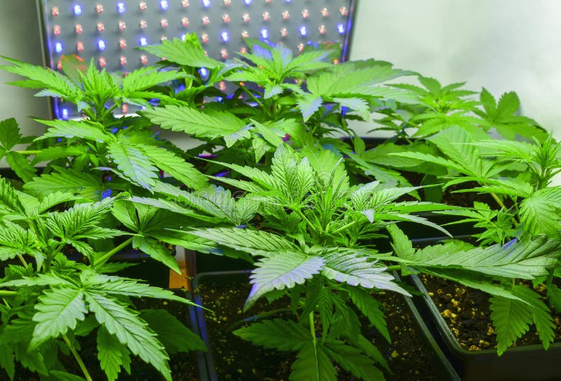 Six cannabis plants stock image. Image of female, medical - 82889609