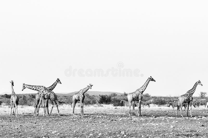 Giraffes and Burchells Zebras. Monochrome stock photos Giraffes and Burchells Zebras. Monochrome stock photos