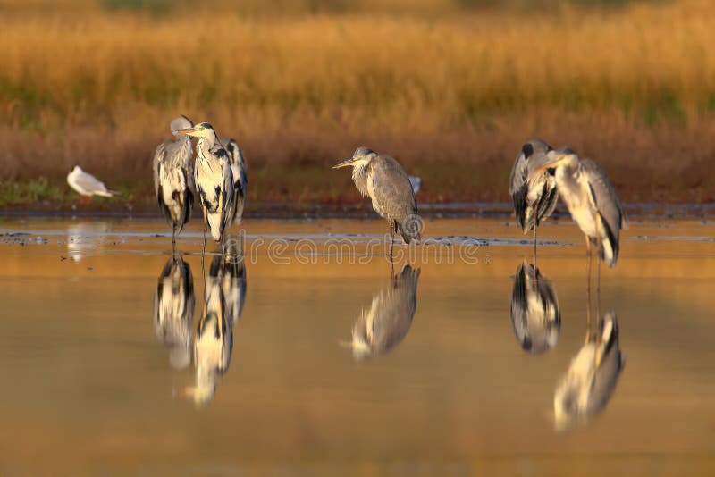 Six grey herons and one black-headed gull in soft morning light