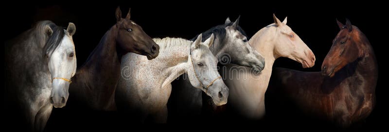 Six horse portrait on black background. Six horse portrait on black background