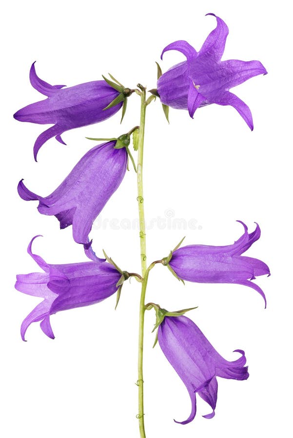 331 Isolated Bellflowers Stock Photos Free & RoyaltyFree Stock