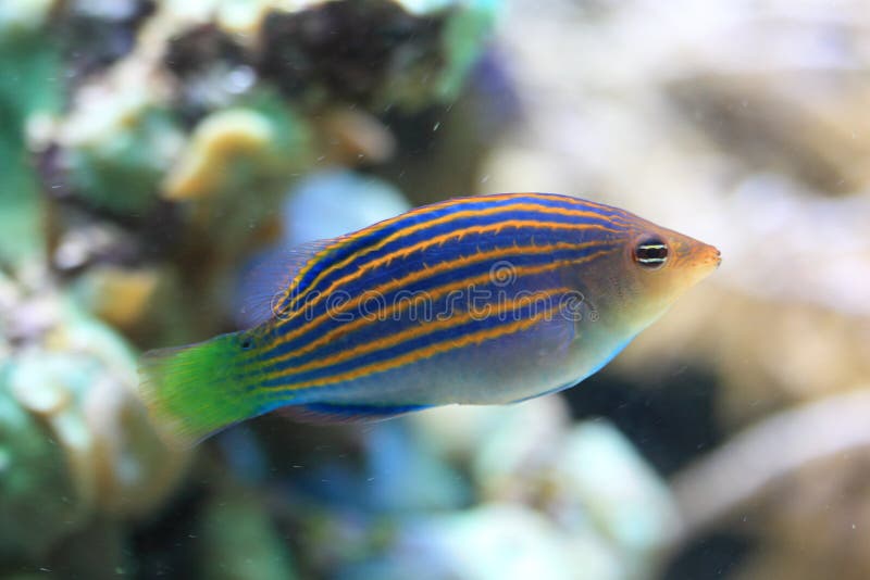 Six line wrasse floating in water.