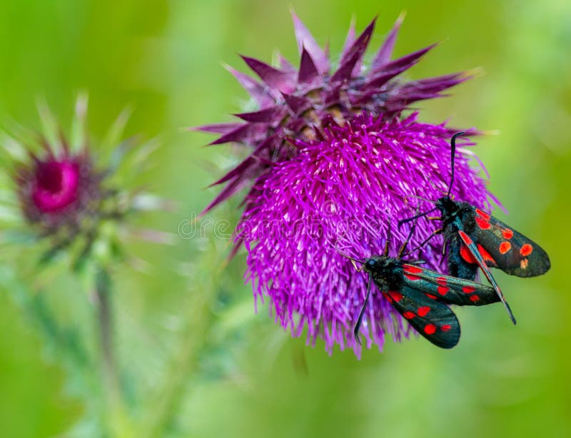 Beautiful moths with bright colours on thistle flower. Beautiful moths with bright colours on thistle flower