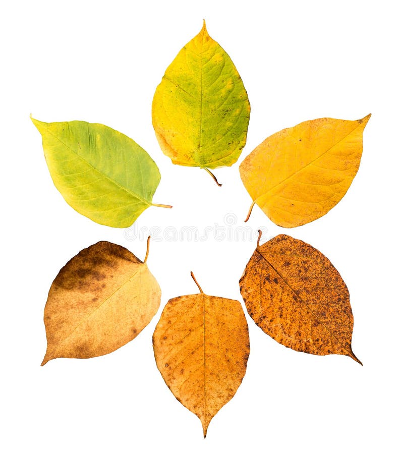 Collection of Maple Leaves in Different Stades of Withering Stock Image ...