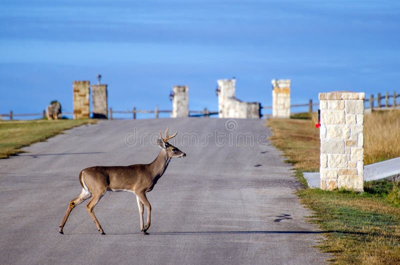 Deer On The Road lizenzfreie Bilder, Stockfotos und Aufnahmen
