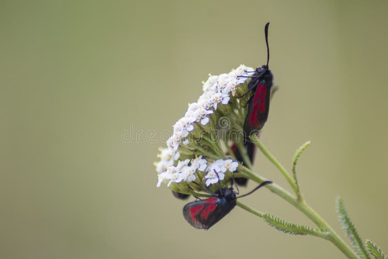 Close up of two six-spot burnet moths on white flower. Close up of two six-spot burnet moths on white flower