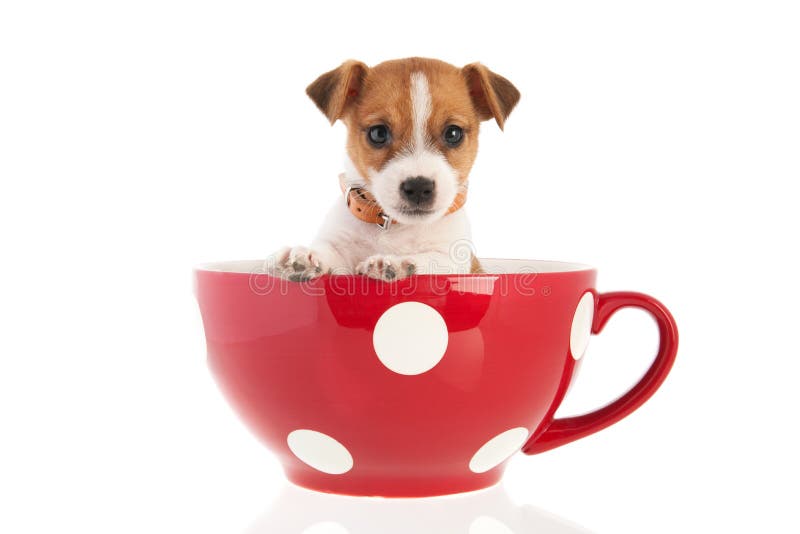 https://thumbs.dreamstime.com/b/six-weeks-old-jack-russel-puppy-dog-red-dotted-big-coffee-cup-isolated-over-white-background-29857291.jpg