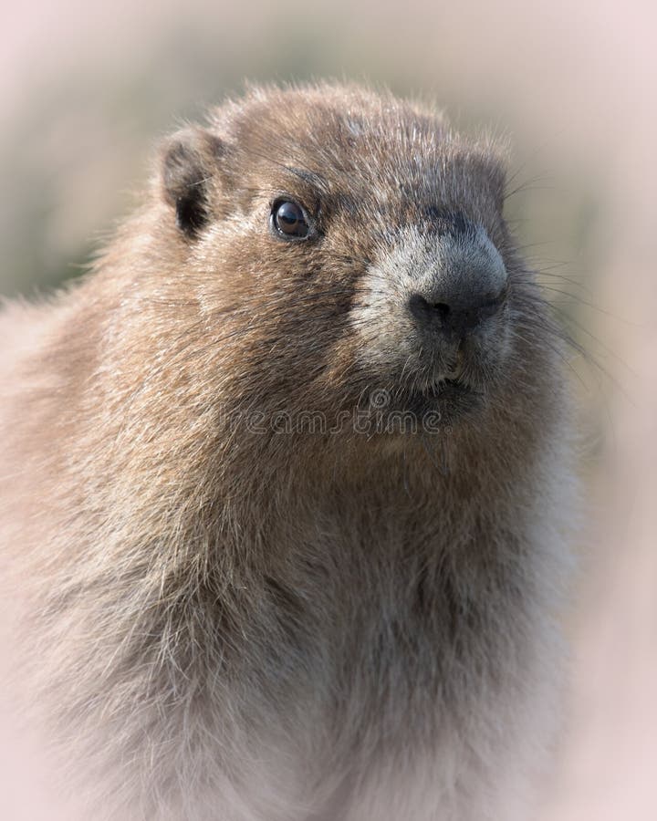 Marmot on Hurricane Ridge, Olympic National Park, Washington Stock Photo -  Image of washington, wilderness: 124865964