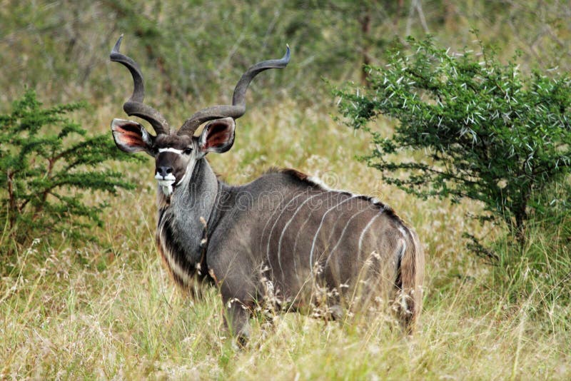 The Size of the Horns of the Kudu Make it a Much-prized Trophy by Hunters  Stock Photo - Image of plains, africa: 188879296