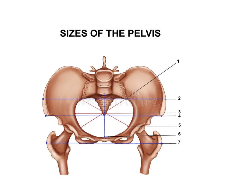 Sizes of the pelvis stock illustration. Illustration of entanglement 179863243