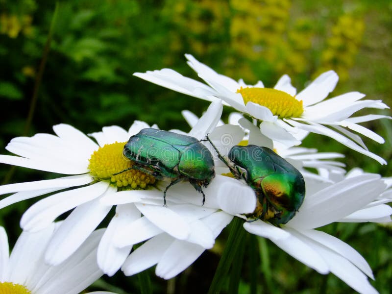 Two green colorful bugs are sitting on white and yellow camomiles flowers. Two green colorful bugs are sitting on white and yellow camomiles flowers.