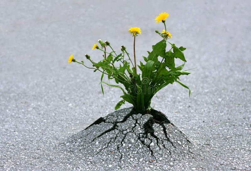 Siły natura fotografia stock