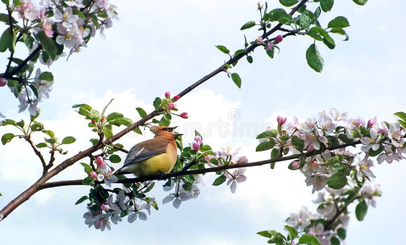 sjungande fjäder för cederträ som waxwing arkivfoto sjungande fjäder för cederträ som waxwing arkivfoto