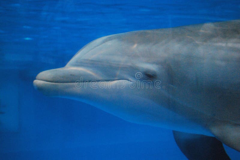 Självbelåtet simma för delfin som är undervattens- royaltyfri foto Självbelåtet simma för delfin som är undervattens- royaltyfri foto