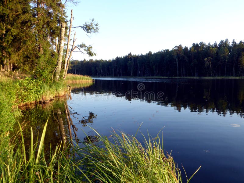 Sjö med guld- gräs och forste omkring i sommar i Polen royaltyfri fotografi Sjö med guld- gräs och forste omkring i sommar i Polen royaltyfri fotografi