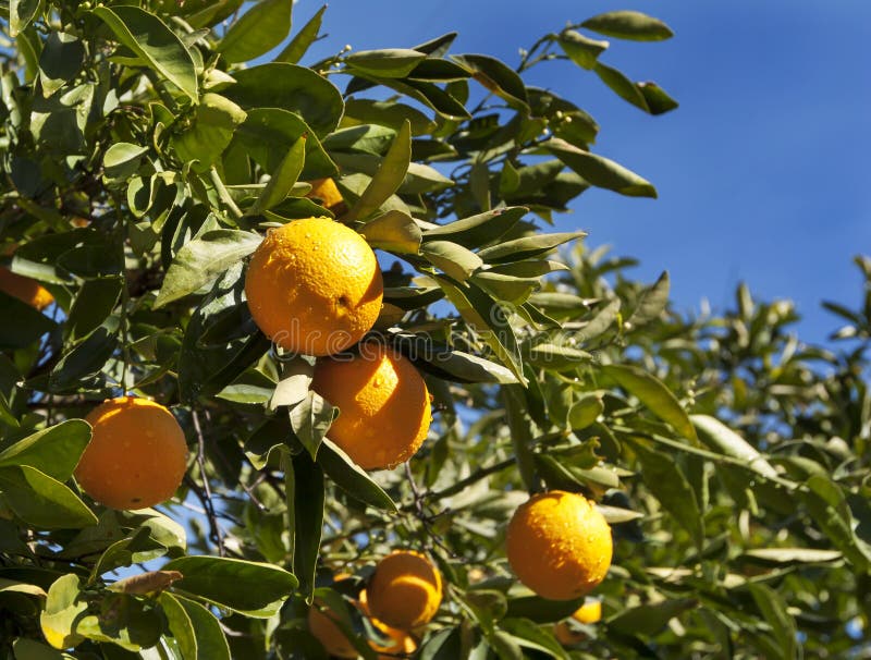 Sjö- orange Tree royaltyfri bild