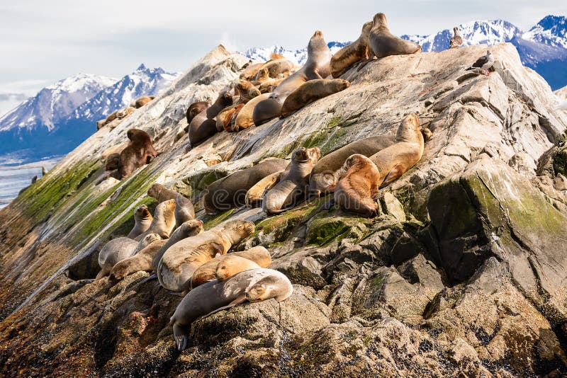 Sjölejon på isla i beaglekanal nära Ushuaia Argentina royaltyfria bilder Sjölejon på isla i beaglekanal nära Ushuaia Argentina royaltyfria bilder