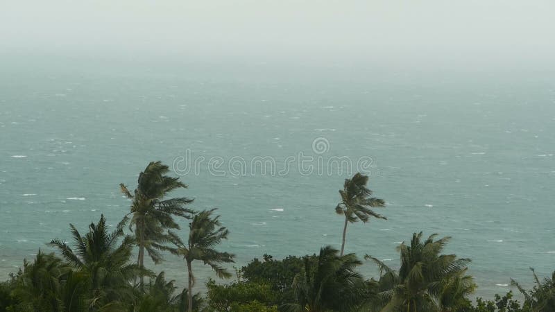 Sjösidalandskap under naturkatastroforkan Stark cyklonvind svänger kokosnötpalmträd Tung tropisk storm