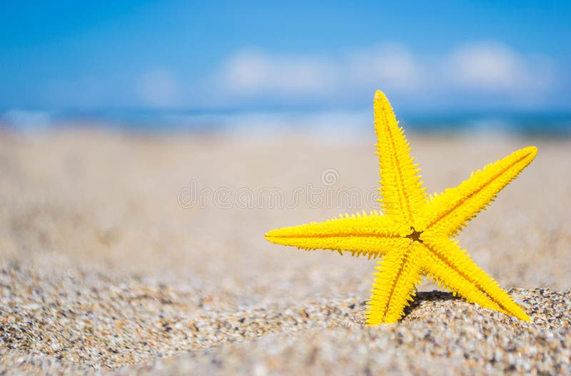 Sjöstjärna på stranden arkivfoto Sjöstjärna på stranden arkivfoto