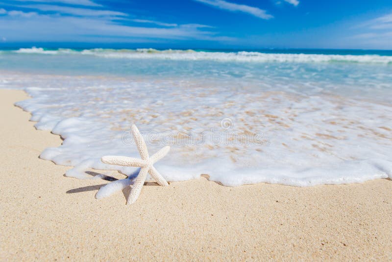 Sjöstjärna på stranden royaltyfria bilder Sjöstjärna på stranden royaltyfria bilder