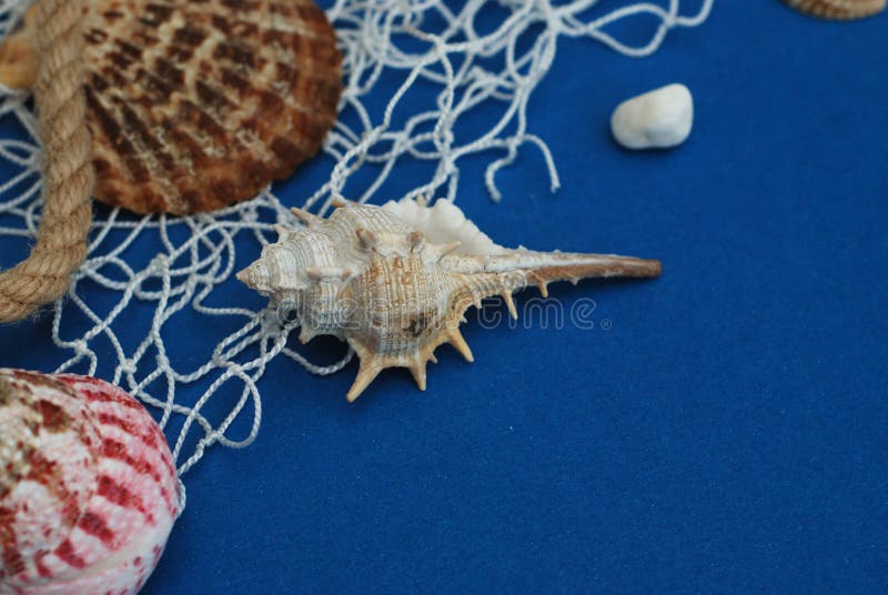 Sjöstjärnan Shell, stenar, rep och förtjänar mot en blå bakgrund med kopieringsutrymme holliday sommar Nautiskt Marrine begrepp royaltyfri bild