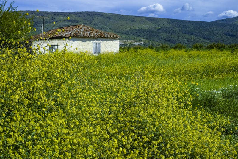 Skacze na Peloponnese, Grecja, dzikich kolorów żółtych kwiatach i małym białym rolnika domu, obraz stock Skacze na Peloponnese, Grecja, dzikich kolorów żółtych kwiatach i małym białym rolnika domu, obraz stock