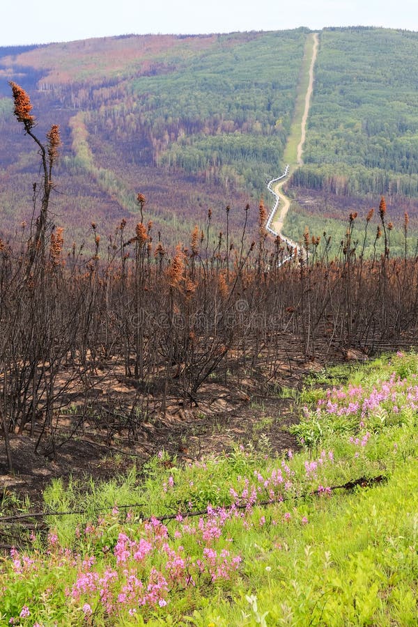 Skada för för Alaska - Trans. -Alaska rörledningblommor och brand arkivbilder