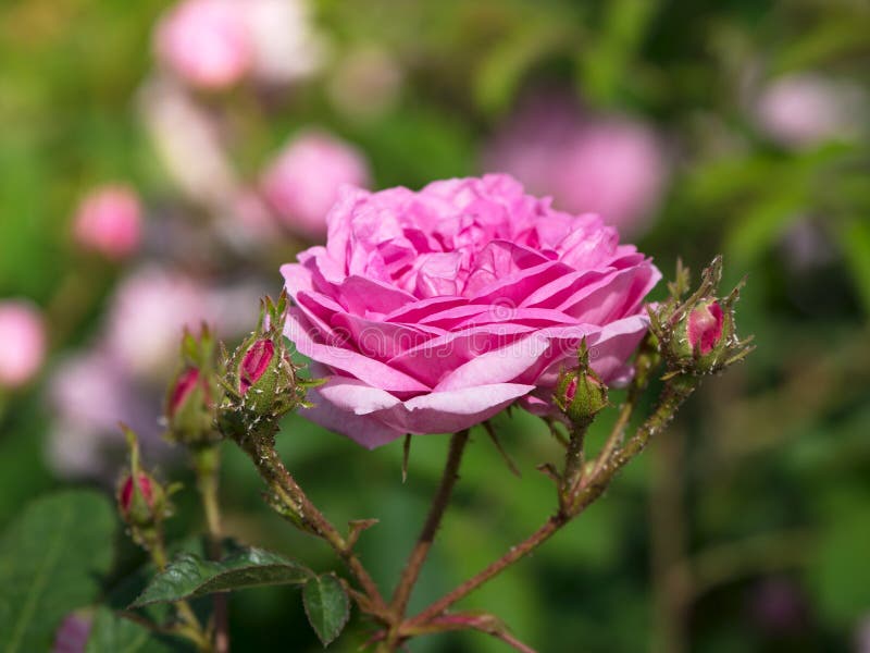 Skadade bladlöss som blommar den rosa busken close upp royaltyfria foton Skadade bladlöss som blommar den rosa busken close upp royaltyfria foton