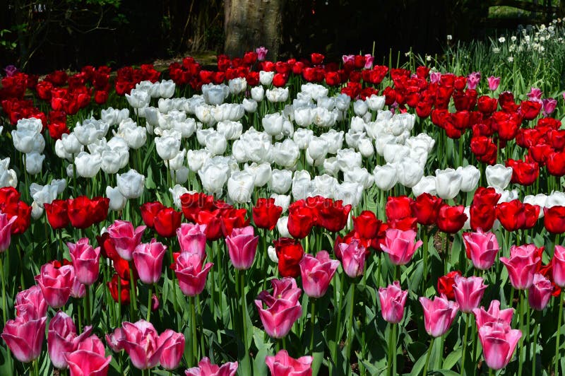 Mount Vernon Tulip Festival Stock Photo Image Of Tulip Vernon