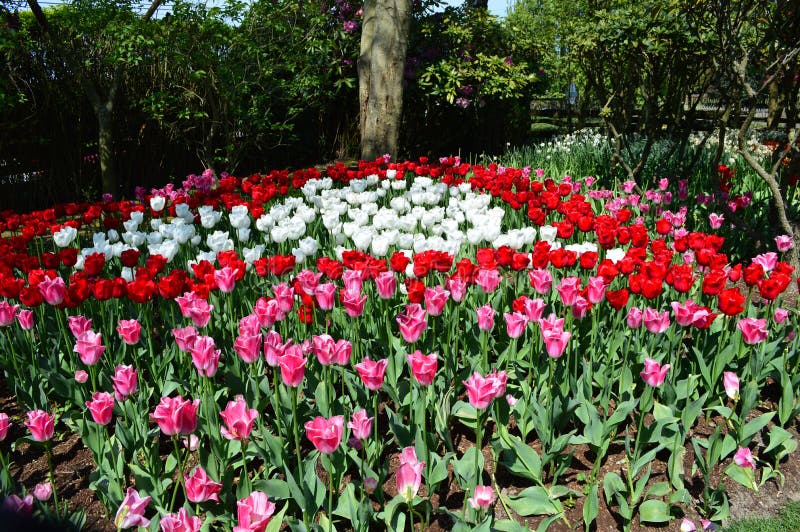 Mount Vernon Tulip Festival Stock Photo Image Of Tulip Vernon