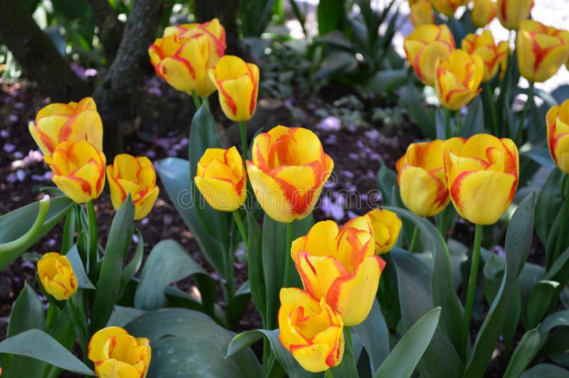 Mount Vernon Tulip Festival Stock Photo Image Of Tulip Vernon