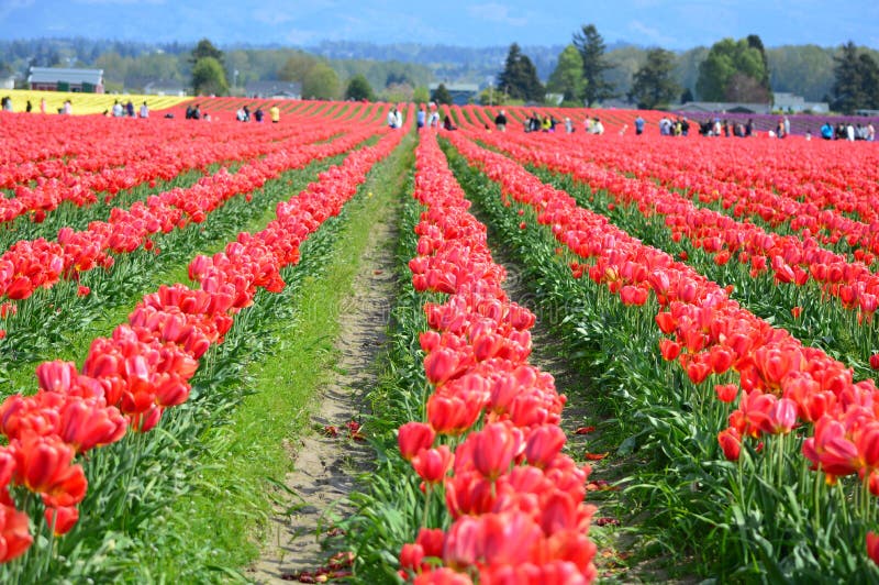 Red Tulips in Skagit Valley Tulip Farm Stock Photo - Image of pretty ...