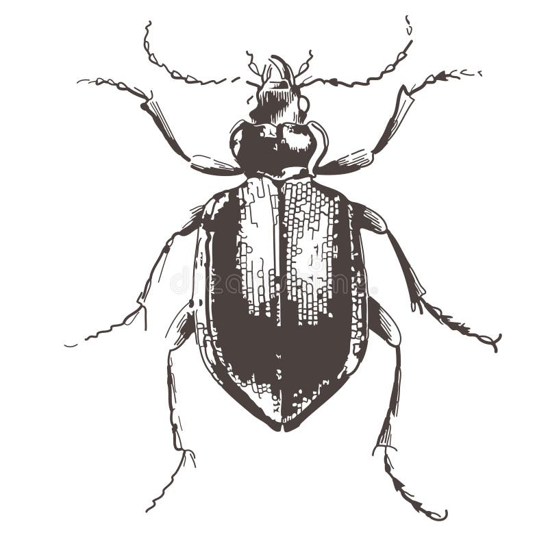 Skalbaggar inristade illustrationtappning