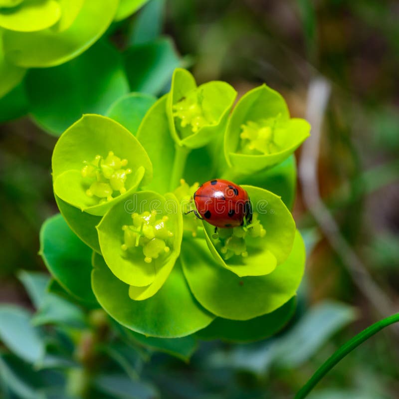 Skalbaggar som äter på en blomblå myrsköldpadda (späckelaved glaucousspaning euphorbia myrsinites) arkivfoton
