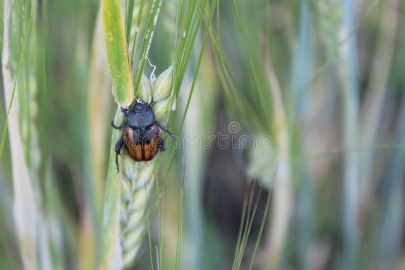 Skalbagge på en spikelet av vete i fältet fotografering för bildbyråer Skalbagge på en spikelet av vete i fältet fotografering för bildbyråer