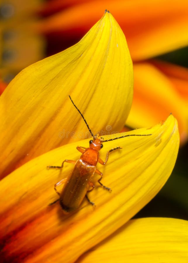 skalbagge på orange blomma arkivfoto skalbagge på orange blomma arkivfoto