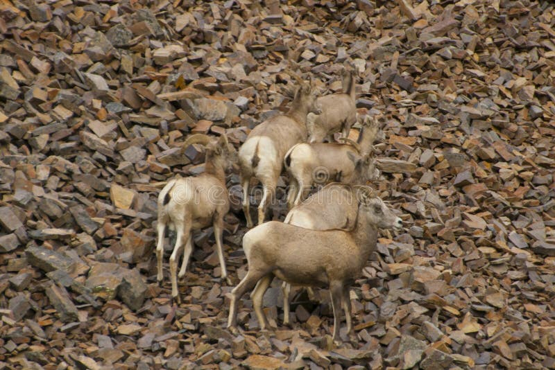 Skalistej góry bighorn cakle, Montana zdjęcie stock Skalistej góry bighorn cakle, Montana zdjęcie stock