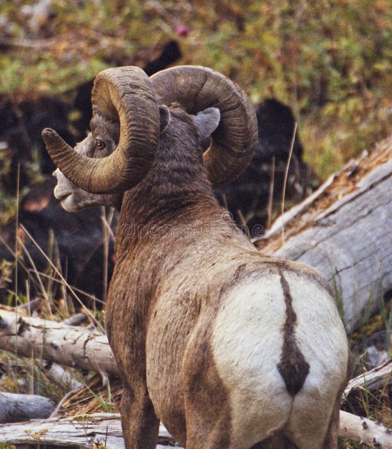 Bighorn sheep Temporal range: 0.7â€“0 Ma PreÐ„Ð„OSDCPTJKPgN â†“ Early Pleistocene â€“ recent New Mexico Bighorn Sheep.JPG Male ram, Wheeler Peak, New Mexico Bighorn sheep Ovis canadensis.JPG Female ewe, Greater Vancouver Zoo Conservation status Least Concern IUCN 3.1[1] Scientific classification edit Kingdom:	Animalia Phylum:	Chordata Class:	Mammalia Order:	Artiodactyla Family:	Bovidae Subfamily:	Caprinae Genus:	Ovis Species:	O. canadensis Binomial name Ovis canadensis Shaw, 1804 Bighorn Sheep Ovis canadensis distribution map topo 2 Bighorn sheep range[2][3] Synonyms O. cervina Desmarest O. montana Cuvier[4] The bighorn sheep Ovis canadensis[5] is a species of sheep native to North America[6] named for its large horns. These horns can weigh up to 14 kg 30 lb, while the sheep themselves weigh up to 140 kg 300 lb.[7] Recent genetic testing indicates three distinct subspecies of Ovis canadensis,. Bighorn sheep Temporal range: 0.7â€“0 Ma PreÐ„Ð„OSDCPTJKPgN â†“ Early Pleistocene â€“ recent New Mexico Bighorn Sheep.JPG Male ram, Wheeler Peak, New Mexico Bighorn sheep Ovis canadensis.JPG Female ewe, Greater Vancouver Zoo Conservation status Least Concern IUCN 3.1[1] Scientific classification edit Kingdom:	Animalia Phylum:	Chordata Class:	Mammalia Order:	Artiodactyla Family:	Bovidae Subfamily:	Caprinae Genus:	Ovis Species:	O. canadensis Binomial name Ovis canadensis Shaw, 1804 Bighorn Sheep Ovis canadensis distribution map topo 2 Bighorn sheep range[2][3] Synonyms O. cervina Desmarest O. montana Cuvier[4] The bighorn sheep Ovis canadensis[5] is a species of sheep native to North America[6] named for its large horns. These horns can weigh up to 14 kg 30 lb, while the sheep themselves weigh up to 140 kg 300 lb.[7] Recent genetic testing indicates three distinct subspecies of Ovis canadensis,