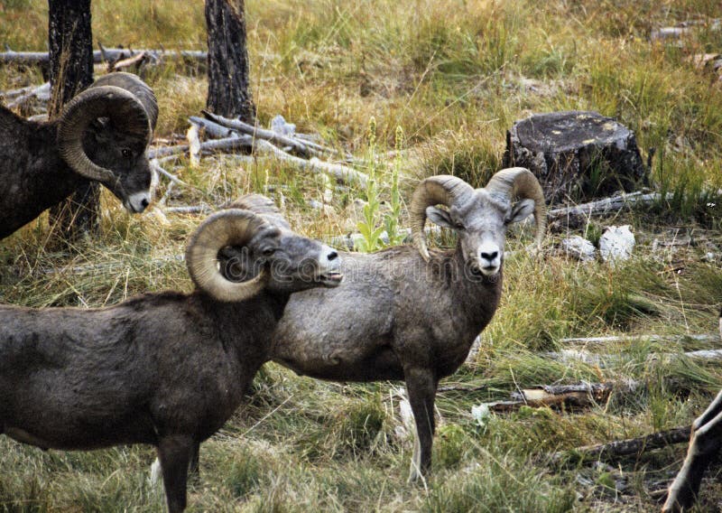 Bighorn sheep Temporal range: 0.7â€“0 Ma PreÐ„Ð„OSDCPTJKPgN â†“ Early Pleistocene â€“ recent New Mexico Bighorn Sheep.JPG Male ram, Wheeler Peak, New Mexico Bighorn sheep Ovis canadensis.JPG Female ewe, Greater Vancouver Zoo Conservation status Least Concern IUCN 3.1[1] Scientific classification edit Kingdom:	Animalia Phylum:	Chordata Class:	Mammalia Order:	Artiodactyla Family:	Bovidae Subfamily:	Caprinae Genus:	Ovis Species:	O. canadensis Binomial name Ovis canadensis Shaw, 1804 Bighorn Sheep Ovis canadensis distribution map topo 2 Bighorn sheep range[2][3] Synonyms O. cervina Desmarest O. montana Cuvier[4] The bighorn sheep Ovis canadensis[5] is a species of sheep native to North America[6] named for its large horns. These horns can weigh up to 14 kg 30 lb, while the sheep themselves weigh up to 140 kg 300 lb.[7] Recent genetic testing indicates three distinct subspecies of Ovis canadensis,. Bighorn sheep Temporal range: 0.7â€“0 Ma PreÐ„Ð„OSDCPTJKPgN â†“ Early Pleistocene â€“ recent New Mexico Bighorn Sheep.JPG Male ram, Wheeler Peak, New Mexico Bighorn sheep Ovis canadensis.JPG Female ewe, Greater Vancouver Zoo Conservation status Least Concern IUCN 3.1[1] Scientific classification edit Kingdom:	Animalia Phylum:	Chordata Class:	Mammalia Order:	Artiodactyla Family:	Bovidae Subfamily:	Caprinae Genus:	Ovis Species:	O. canadensis Binomial name Ovis canadensis Shaw, 1804 Bighorn Sheep Ovis canadensis distribution map topo 2 Bighorn sheep range[2][3] Synonyms O. cervina Desmarest O. montana Cuvier[4] The bighorn sheep Ovis canadensis[5] is a species of sheep native to North America[6] named for its large horns. These horns can weigh up to 14 kg 30 lb, while the sheep themselves weigh up to 140 kg 300 lb.[7] Recent genetic testing indicates three distinct subspecies of Ovis canadensis,