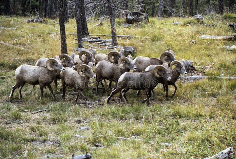 Bighorn sheep Temporal range: 0.7â€“0 Ma PreÐ„Ð„OSDCPTJKPgN â†“ Early Pleistocene â€“ recent New Mexico Bighorn Sheep.JPG Male ram, Wheeler Peak, New Mexico Bighorn sheep Ovis canadensis.JPG Female ewe, Greater Vancouver Zoo Conservation status Least Concern IUCN 3.1[1] Scientific classification edit Kingdom:	Animalia Phylum:	Chordata Class:	Mammalia Order:	Artiodactyla Family:	Bovidae Subfamily:	Caprinae Genus:	Ovis Species:	O. canadensis Binomial name Ovis canadensis Shaw, 1804 Bighorn Sheep Ovis canadensis distribution map topo 2 Bighorn sheep range[2][3] Synonyms O. cervina Desmarest O. montana Cuvier[4] The bighorn sheep Ovis canadensis[5] is a species of sheep native to North America[6] named for its large horns. These horns can weigh up to 14 kg 30 lb, while the sheep themselves weigh up to 140 kg 300 lb.[7] Recent genetic testing indicates three distinct subspecies of Ovis canadensis,. Bighorn sheep Temporal range: 0.7â€“0 Ma PreÐ„Ð„OSDCPTJKPgN â†“ Early Pleistocene â€“ recent New Mexico Bighorn Sheep.JPG Male ram, Wheeler Peak, New Mexico Bighorn sheep Ovis canadensis.JPG Female ewe, Greater Vancouver Zoo Conservation status Least Concern IUCN 3.1[1] Scientific classification edit Kingdom:	Animalia Phylum:	Chordata Class:	Mammalia Order:	Artiodactyla Family:	Bovidae Subfamily:	Caprinae Genus:	Ovis Species:	O. canadensis Binomial name Ovis canadensis Shaw, 1804 Bighorn Sheep Ovis canadensis distribution map topo 2 Bighorn sheep range[2][3] Synonyms O. cervina Desmarest O. montana Cuvier[4] The bighorn sheep Ovis canadensis[5] is a species of sheep native to North America[6] named for its large horns. These horns can weigh up to 14 kg 30 lb, while the sheep themselves weigh up to 140 kg 300 lb.[7] Recent genetic testing indicates three distinct subspecies of Ovis canadensis,