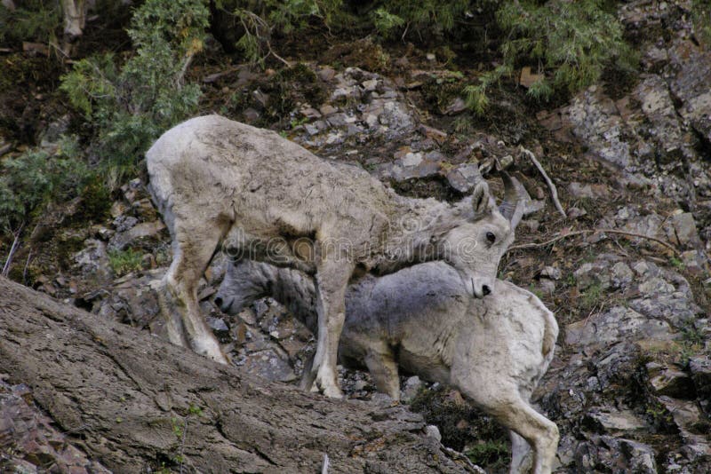 Bighorn sheep Temporal range: 0.7â€“0 Ma PreÐ„Ð„OSDCPTJKPgN â†“ Early Pleistocene â€“ recent New Mexico Bighorn Sheep.JPG Male ram, Wheeler Peak, New Mexico Bighorn sheep Ovis canadensis.JPG Female ewe, Greater Vancouver Zoo Conservation status Least Concern IUCN 3.1[1] Scientific classification edit Kingdom:	Animalia Phylum:	Chordata Class:	Mammalia Order:	Artiodactyla Family:	Bovidae Subfamily:	Caprinae Genus:	Ovis Species:	O. canadensis Binomial name Ovis canadensis Shaw, 1804 Bighorn Sheep Ovis canadensis distribution map topo 2 Bighorn sheep range[2][3] Synonyms O. cervina Desmarest O. montana Cuvier[4] The bighorn sheep Ovis canadensis[5] is a species of sheep native to North America[6] named for its large horns. These horns can weigh up to 14 kg 30 lb, while the sheep themselves weigh up to 140 kg 300 lb.[7] Recent genetic testing indicates three distinct subspecies of Ovis canadensis,. Bighorn sheep Temporal range: 0.7â€“0 Ma PreÐ„Ð„OSDCPTJKPgN â†“ Early Pleistocene â€“ recent New Mexico Bighorn Sheep.JPG Male ram, Wheeler Peak, New Mexico Bighorn sheep Ovis canadensis.JPG Female ewe, Greater Vancouver Zoo Conservation status Least Concern IUCN 3.1[1] Scientific classification edit Kingdom:	Animalia Phylum:	Chordata Class:	Mammalia Order:	Artiodactyla Family:	Bovidae Subfamily:	Caprinae Genus:	Ovis Species:	O. canadensis Binomial name Ovis canadensis Shaw, 1804 Bighorn Sheep Ovis canadensis distribution map topo 2 Bighorn sheep range[2][3] Synonyms O. cervina Desmarest O. montana Cuvier[4] The bighorn sheep Ovis canadensis[5] is a species of sheep native to North America[6] named for its large horns. These horns can weigh up to 14 kg 30 lb, while the sheep themselves weigh up to 140 kg 300 lb.[7] Recent genetic testing indicates three distinct subspecies of Ovis canadensis,